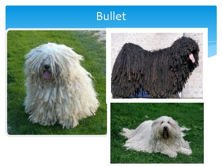 Bullet Bullet