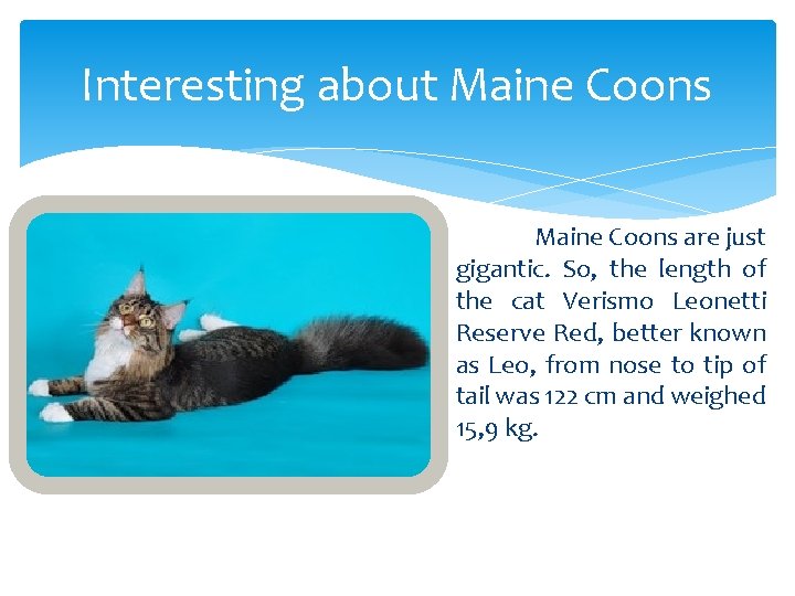 Interesting about Maine Coons are just gigantic. So, the length of the cat Verismo Interesting about Maine Coons are just gigantic. So, the length of the cat Verismo