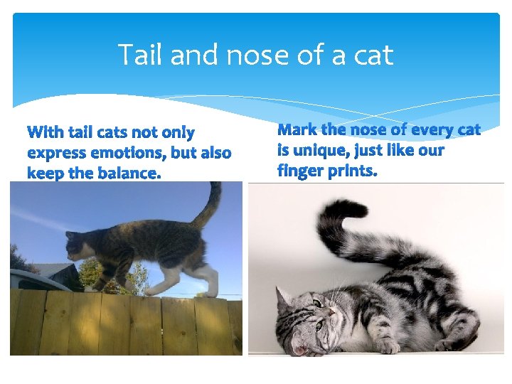 Tail and nose of a cat With tail cats not only express emotions, but Tail and nose of a cat With tail cats not only express emotions, but