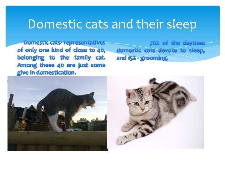 Domestic cats and their sleep Domestic cats- representatives of only one kind of close Domestic cats and their sleep Domestic cats- representatives of only one kind of close