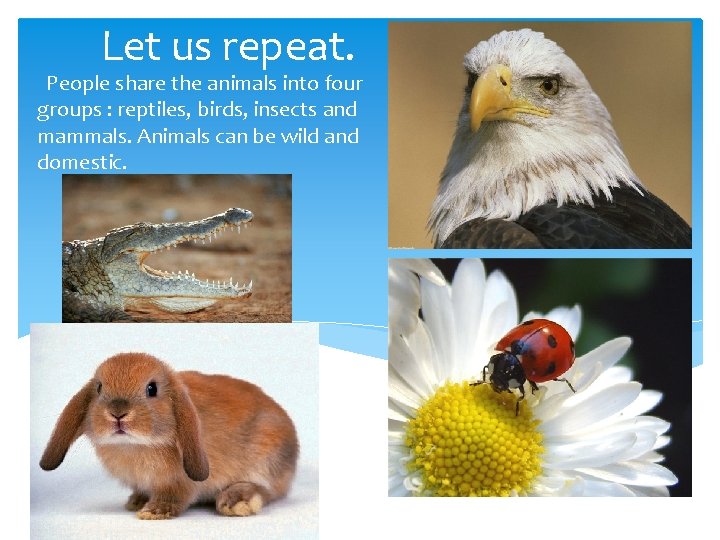 Let us repeat. People share the animals into four groups : reptiles, birds, insects Let us repeat. People share the animals into four groups : reptiles, birds, insects