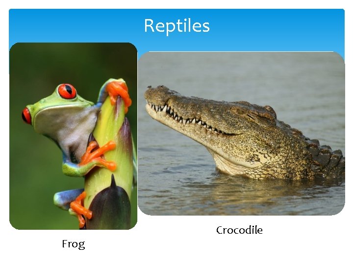Reptiles Frog Crocodile Reptiles Frog Crocodile