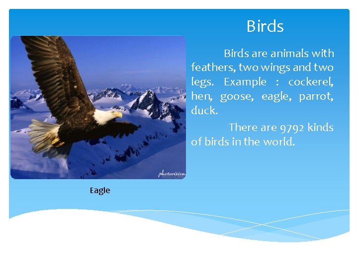 Birds are animals with feathers, two wings and two legs. Example : cockerel, hen, Birds are animals with feathers, two wings and two legs. Example : cockerel, hen,