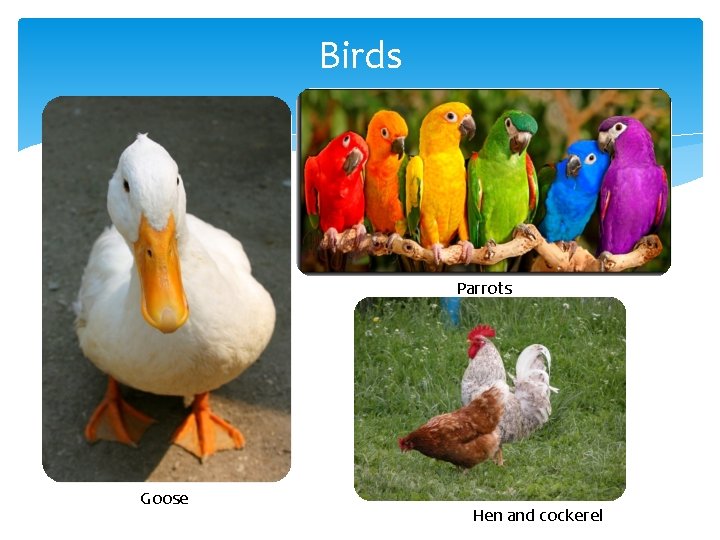Birds Parrots Goose Hen and cockerel Birds Parrots Goose Hen and cockerel