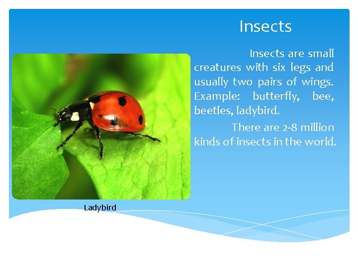 Insects are small creatures with six legs and usually two pairs of wings. Example: Insects are small creatures with six legs and usually two pairs of wings. Example: