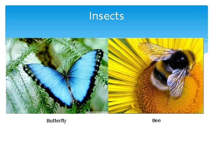 Insects Butterfly Bee Insects Butterfly Bee