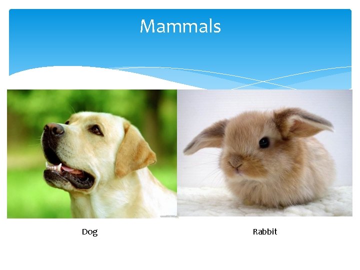 Mammals Dog Rabbit Mammals Dog Rabbit