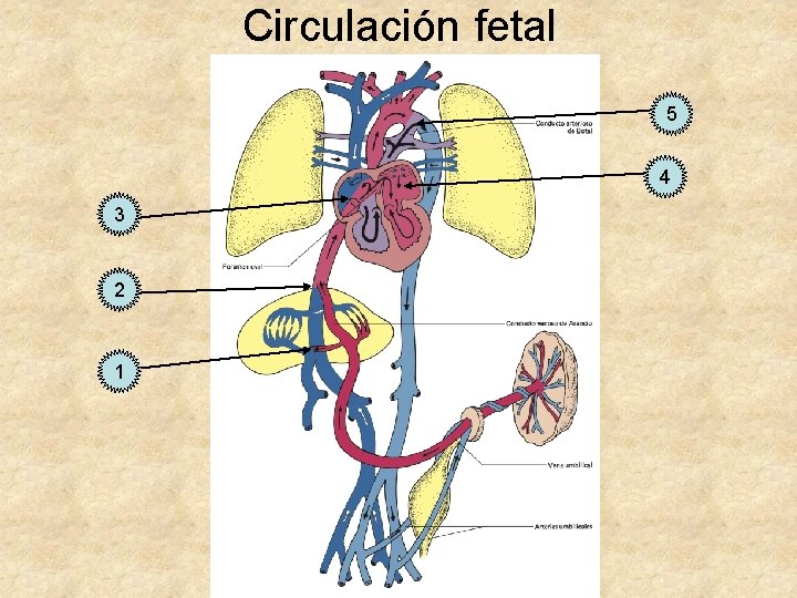 Circulación fetal 5 4 3 2 1 