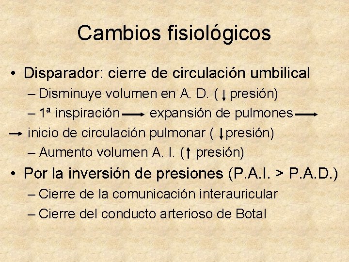 Cambios fisiológicos • Disparador: cierre de circulación umbilical – Disminuye volumen en A. D.