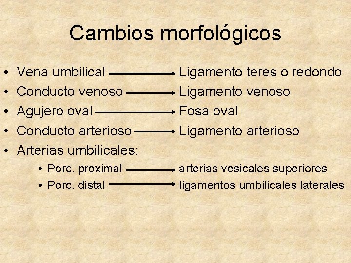 Cambios morfológicos • • • Vena umbilical Conducto venoso Agujero oval Conducto arterioso Arterias