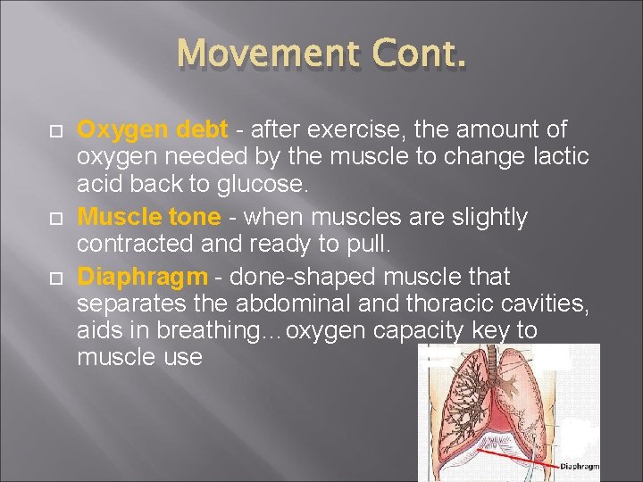 Movement Cont. Oxygen debt - after exercise, the amount of oxygen needed by the