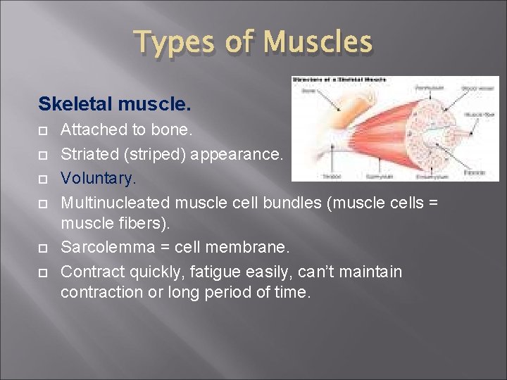 Types of Muscles Skeletal muscle. Attached to bone. Striated (striped) appearance. Voluntary. Multinucleated muscle