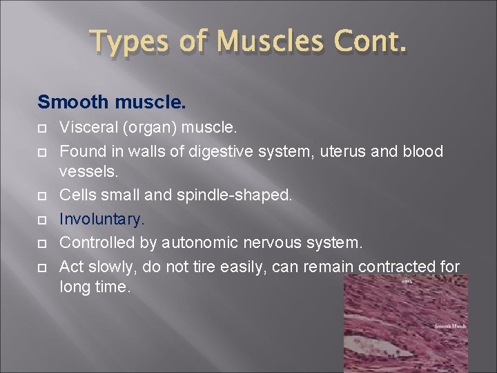 Types of Muscles Cont. Smooth muscle. Visceral (organ) muscle. Found in walls of digestive