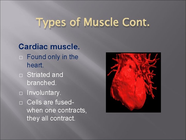 Types of Muscle Cont. Cardiac muscle. � � Found only in the heart. Striated