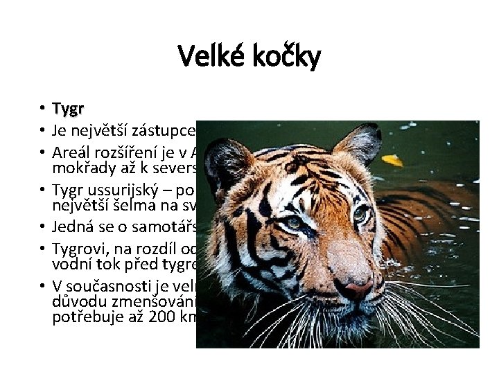 Velké kočky • Tygr • Je největší zástupce kočkovitých šelem • Areál rozšíření je