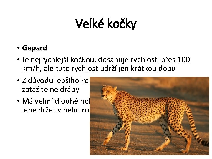 Velké kočky • Gepard • Je nejrychlejší kočkou, dosahuje rychlosti přes 100 km/h, ale