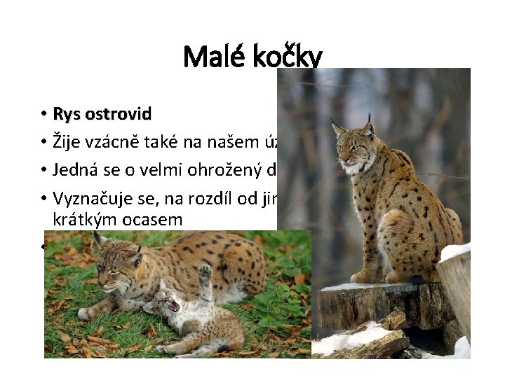 Malé kočky • Rys ostrovid • Žije vzácně také na našem území (Šumava, Jeseníky)