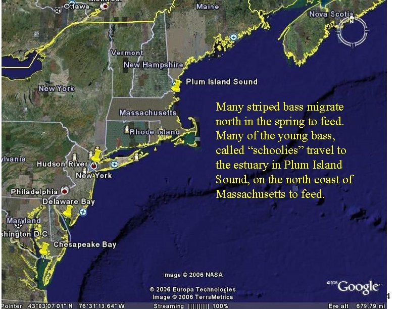 Striper Prey and Salinity By Liz Duff Mass