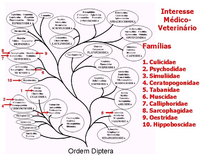 Interesse Médico. Veterinário Famílias 8 9 7 6 10 1 3 4 2 5 Interesse Médico. Veterinário Famílias 8 9 7 6 10 1 3 4 2 5