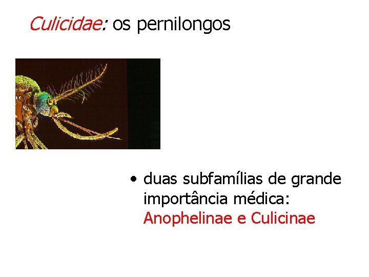 Culicidae: os pernilongos • duas subfamílias de grande importância médica: Anophelinae e Culicinae Culicidae: os pernilongos • duas subfamílias de grande importância médica: Anophelinae e Culicinae