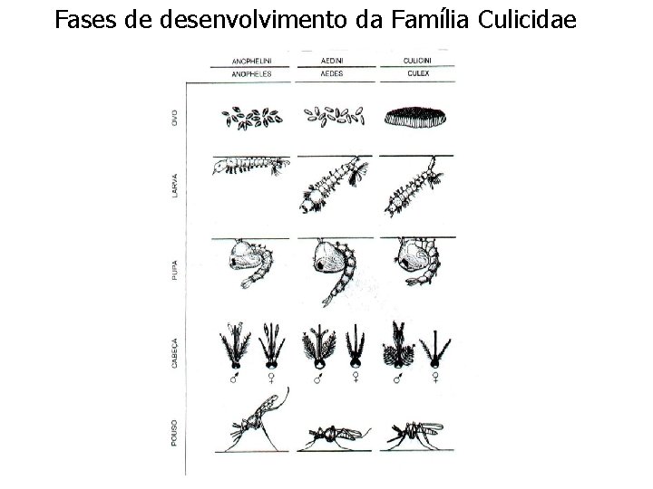 Fases de desenvolvimento da Família Culicidae Fases de desenvolvimento da Família Culicidae