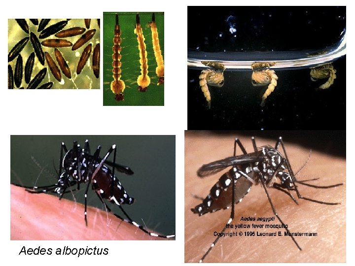 Aedes albopictus Aedes albopictus