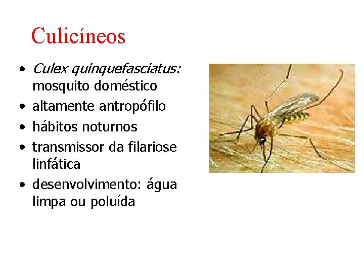 Culicíneos • Culex quinquefasciatus: mosquito doméstico • altamente antropófilo • hábitos noturnos • transmissor Culicíneos • Culex quinquefasciatus: mosquito doméstico • altamente antropófilo • hábitos noturnos • transmissor