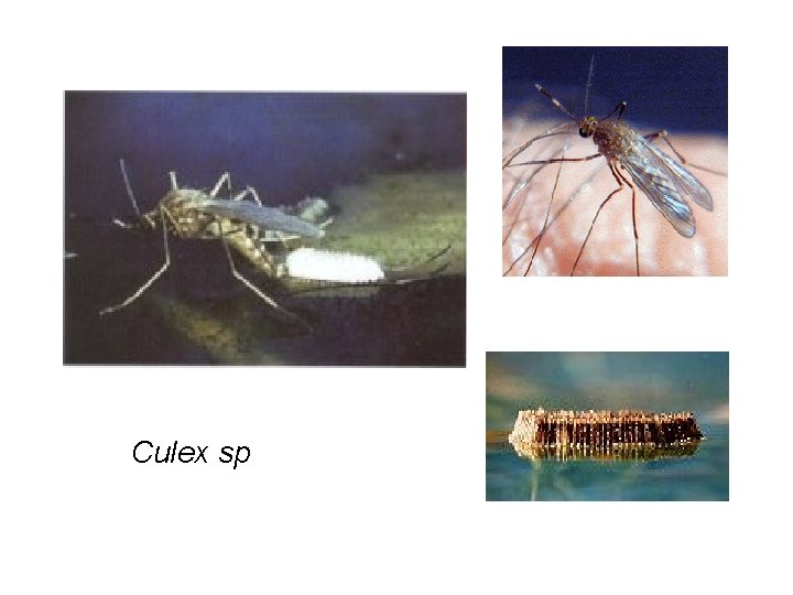Culex sp Culex sp
