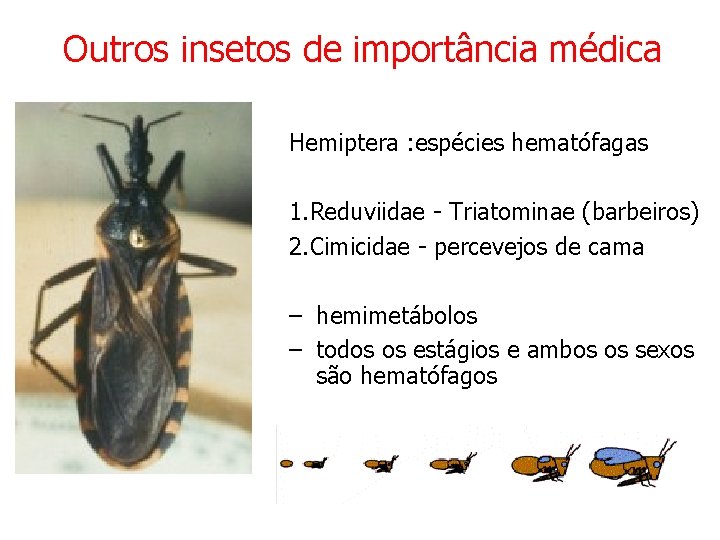 Outros insetos de importância médica Hemiptera : espécies hematófagas 1. Reduviidae - Triatominae (barbeiros) Outros insetos de importância médica Hemiptera : espécies hematófagas 1. Reduviidae - Triatominae (barbeiros)
