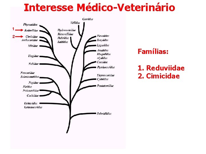Interesse Médico-Veterinário 1 2 Famílias: 1. Reduviidae 2. Cimicidae Ordem Hemiptera Interesse Médico-Veterinário 1 2 Famílias: 1. Reduviidae 2. Cimicidae Ordem Hemiptera