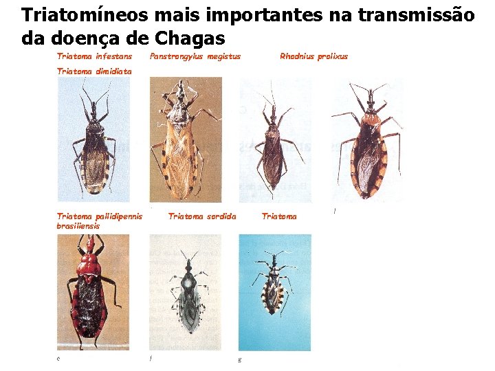 Triatomíneos mais importantes na transmissão da doença de Chagas Triatoma infestans Panstrongylus megistus Rhodnius Triatomíneos mais importantes na transmissão da doença de Chagas Triatoma infestans Panstrongylus megistus Rhodnius