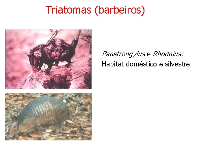 Triatomas (barbeiros) Panstrongylus e Rhodnius: Habitat doméstico e silvestre Triatomas (barbeiros) Panstrongylus e Rhodnius: Habitat doméstico e silvestre