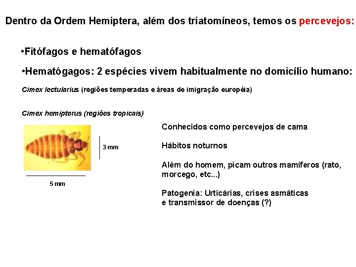 Dentro da Ordem Hemiptera, além dos triatomíneos, temos os percevejos: • Fitófagos e hematófagos Dentro da Ordem Hemiptera, além dos triatomíneos, temos os percevejos: • Fitófagos e hematófagos