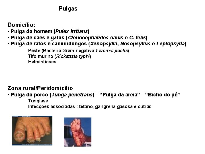 Pulgas Domicílio: • Pulga do homem (Pulex irritans) • Pulga de cães e gatos Pulgas Domicílio: • Pulga do homem (Pulex irritans) • Pulga de cães e gatos