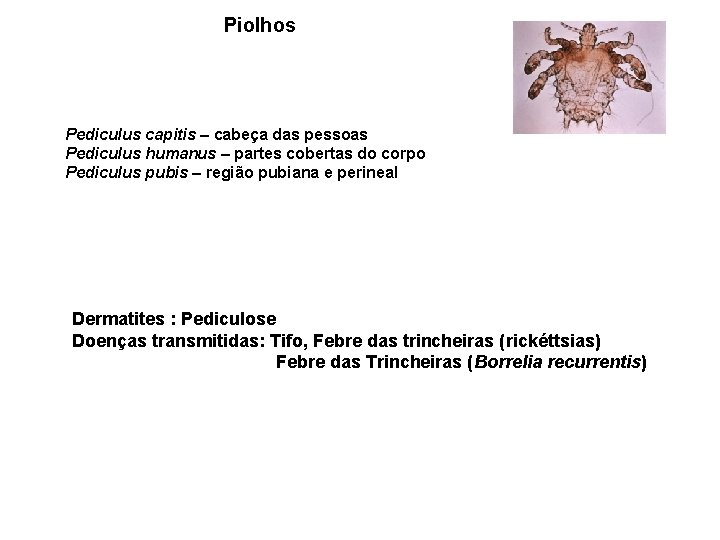 Piolhos Pediculus capitis – cabeça das pessoas Pediculus humanus – partes cobertas do corpo Piolhos Pediculus capitis – cabeça das pessoas Pediculus humanus – partes cobertas do corpo