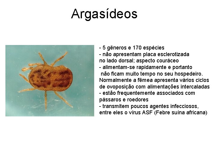 Argasídeos - 5 gêneros e 170 espécies - não apresentam placa esclerotizada no lado Argasídeos - 5 gêneros e 170 espécies - não apresentam placa esclerotizada no lado