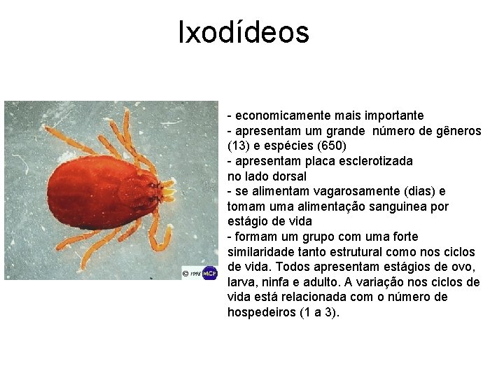 Ixodídeos - economicamente mais importante - apresentam um grande número de gêneros (13) e Ixodídeos - economicamente mais importante - apresentam um grande número de gêneros (13) e