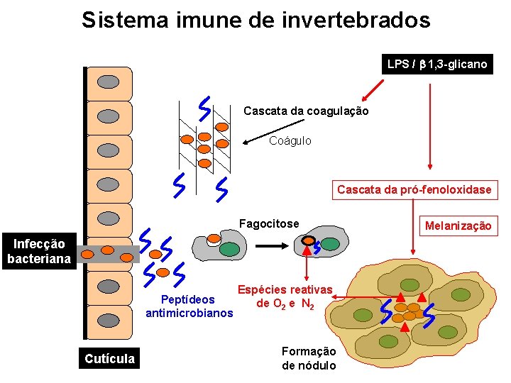 Sistema imune de invertebrados LPS / b 1, 3 -glicano Cascata da coagulação Coágulo Sistema imune de invertebrados LPS / b 1, 3 -glicano Cascata da coagulação Coágulo
