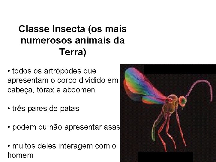 Classe Insecta (os mais numerosos animais da Terra) • todos os artrópodes que apresentam Classe Insecta (os mais numerosos animais da Terra) • todos os artrópodes que apresentam
