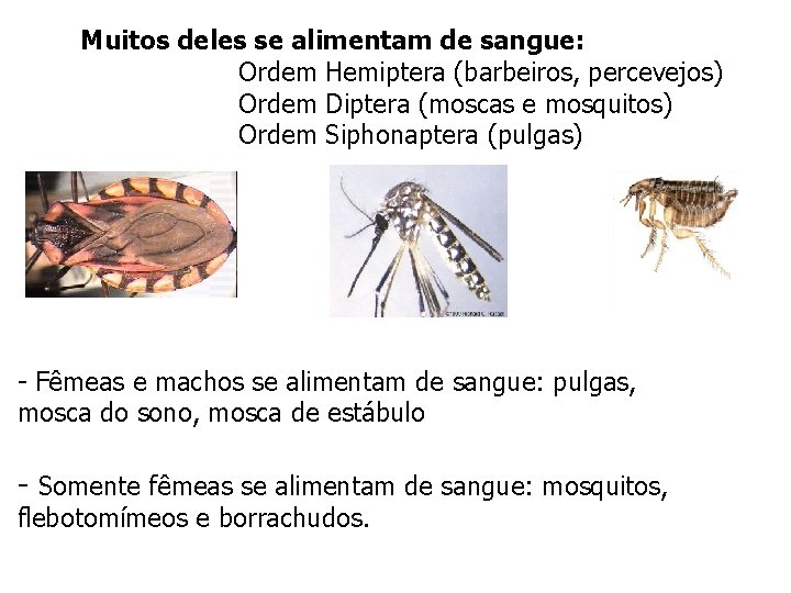 Muitos deles se alimentam de sangue: Ordem Hemiptera (barbeiros, percevejos) Ordem Diptera (moscas e Muitos deles se alimentam de sangue: Ordem Hemiptera (barbeiros, percevejos) Ordem Diptera (moscas e