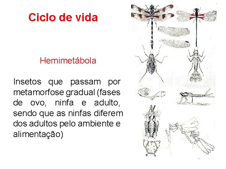 Ciclo de vida Hemimetábola Insetos que passam por metamorfose gradual (fases de ovo, ninfa Ciclo de vida Hemimetábola Insetos que passam por metamorfose gradual (fases de ovo, ninfa