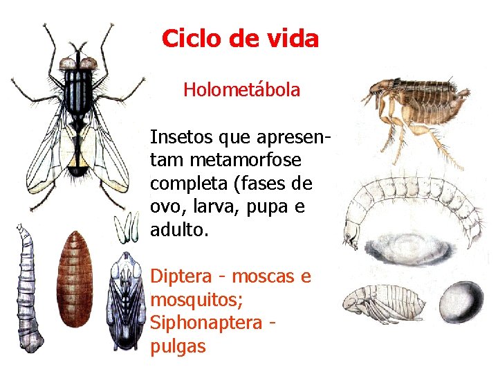 Ciclo de vida Holometábola Insetos que apresentam metamorfose completa (fases de ovo, larva, pupa Ciclo de vida Holometábola Insetos que apresentam metamorfose completa (fases de ovo, larva, pupa