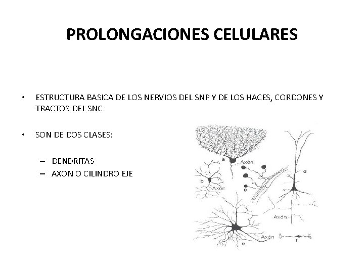 PROLONGACIONES CELULARES • ESTRUCTURA BASICA DE LOS NERVIOS DEL SNP Y DE LOS HACES,