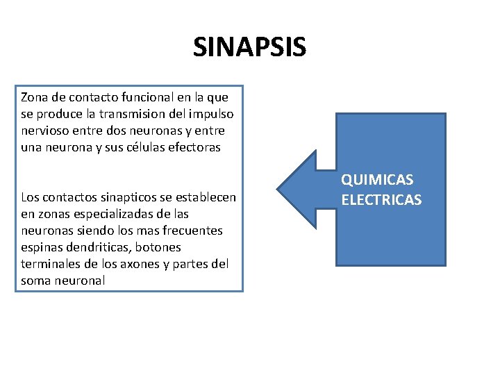 SINAPSIS Zona de contacto funcional en la que se produce la transmision del impulso