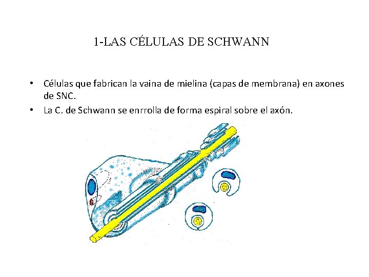 1 -LAS CÉLULAS DE SCHWANN • Células que fabrican la vaina de mielina (capas