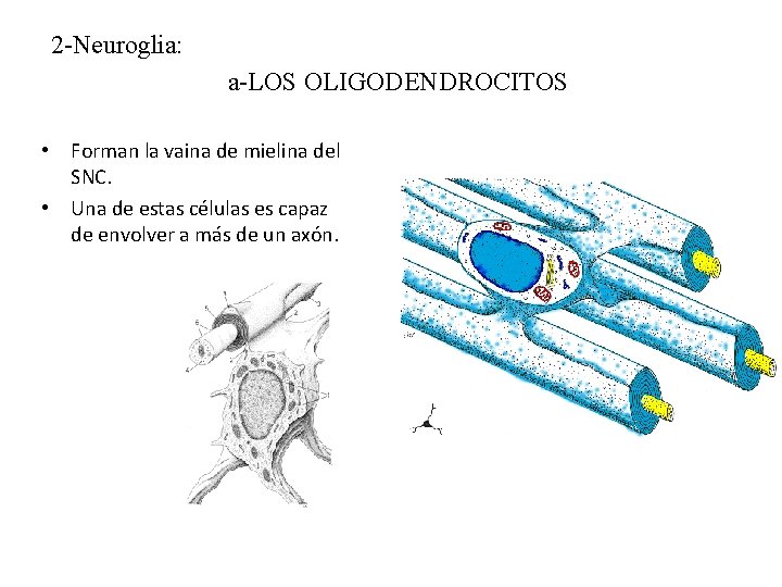 2 -Neuroglia: a-LOS OLIGODENDROCITOS • Forman la vaina de mielina del SNC. • Una