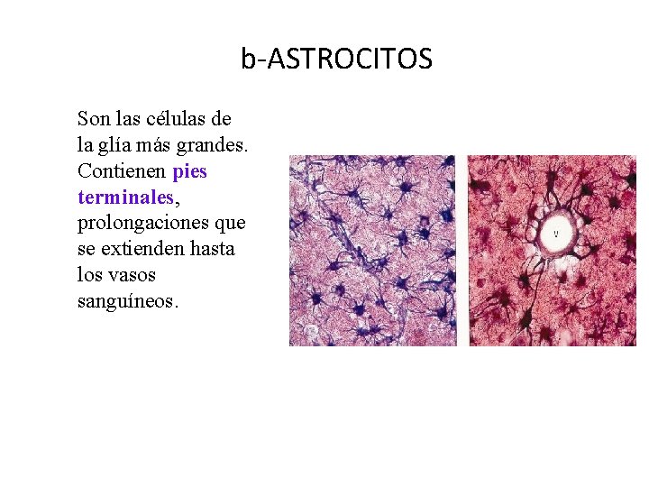 b-ASTROCITOS Son las células de la glía más grandes. Contienen pies terminales, prolongaciones que