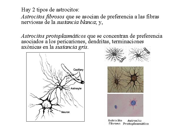 Hay 2 tipos de astrocitos: Astrocitos fibrosos que se asocian de preferencia a las