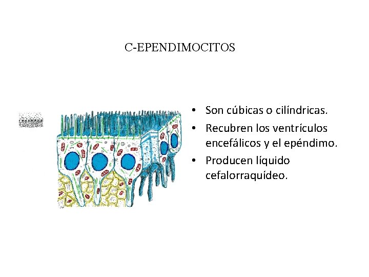 C-EPENDIMOCITOS • Son cúbicas o cilíndricas. • Recubren los ventrículos encefálicos y el epéndimo.