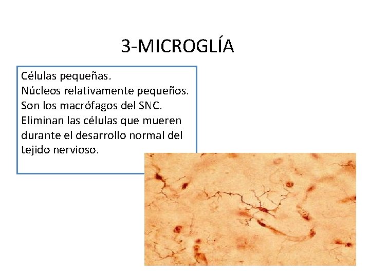 3 -MICROGLÍA Células pequeñas. Núcleos relativamente pequeños. Son los macrófagos del SNC. Eliminan las